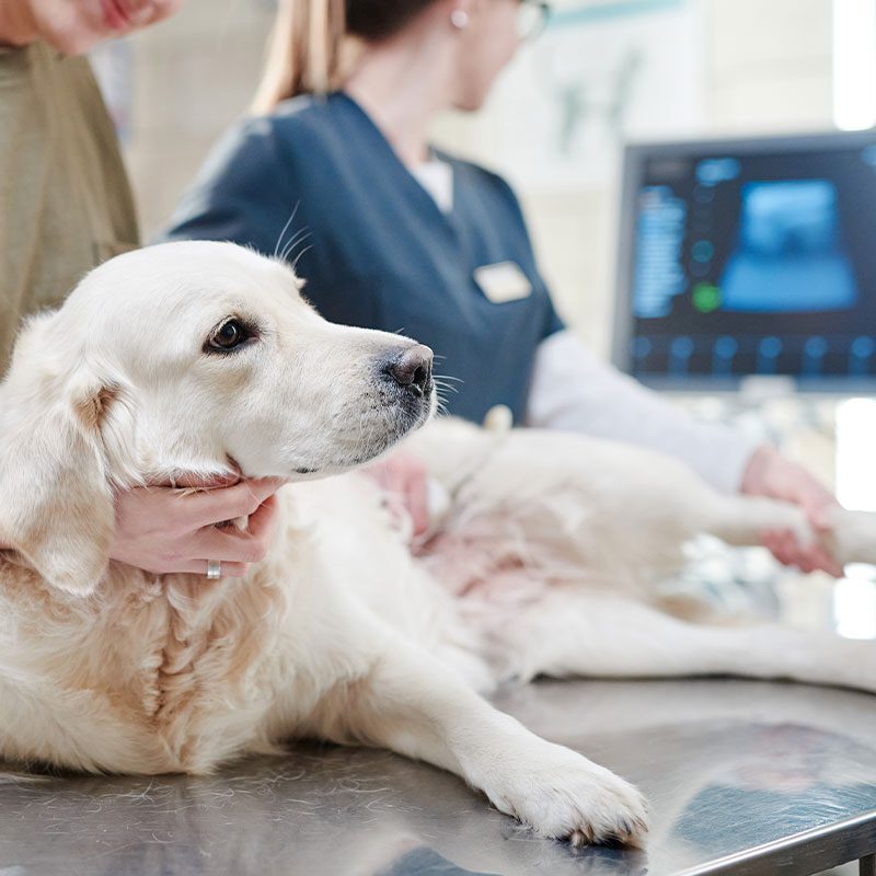 Veterinary Diagnostics Grant Fl