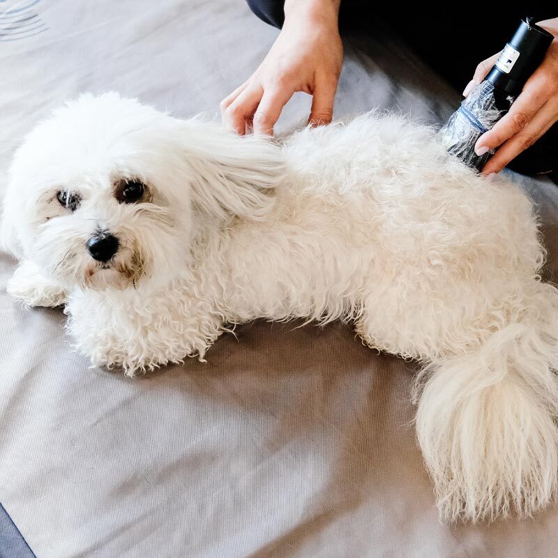 Fluffy White Dog Receiving Laser Therapy