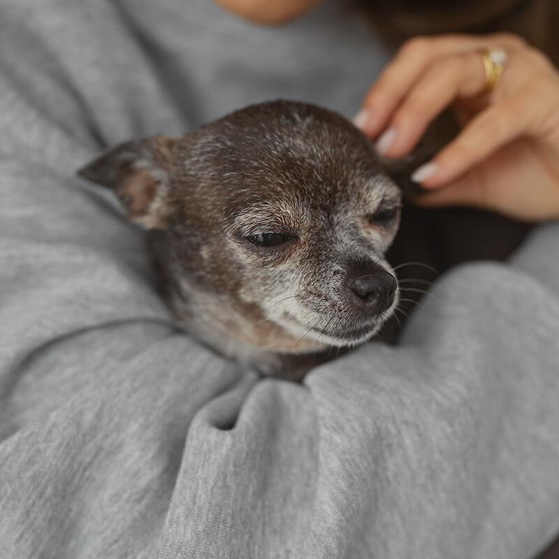 Woman Cuddling And Petting Senior Chihuahua